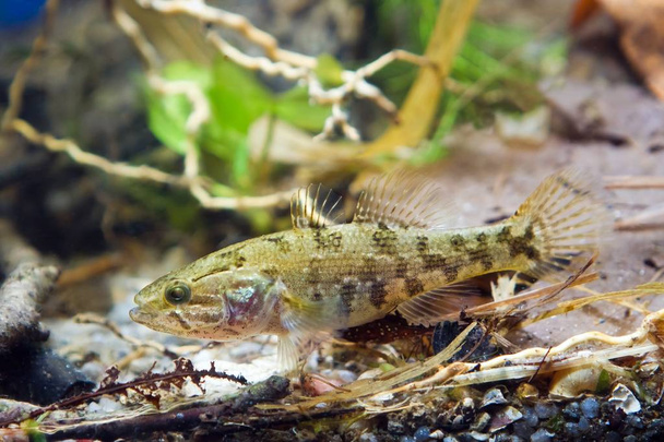 Perccottus glenii, головешка, неповнолітніх прісноводної риби в акваріумі біотопів, фото погляду стороні - Фото, зображення