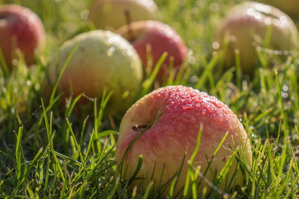 Beautiful apples in the drops of morning dew are scattered across the green grass. Autumn harvest of fruit in warm sunlight. Rays reflected in water drops on ripe apples. - Photo, image