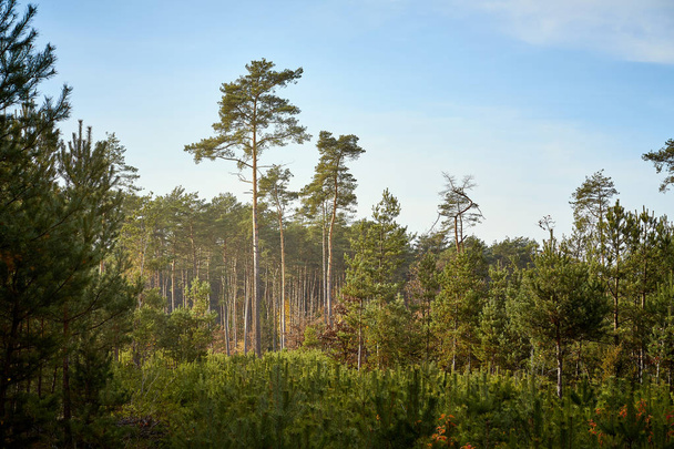 tall trees in a beautiful pine forest in an autumn morning - Photo, Image