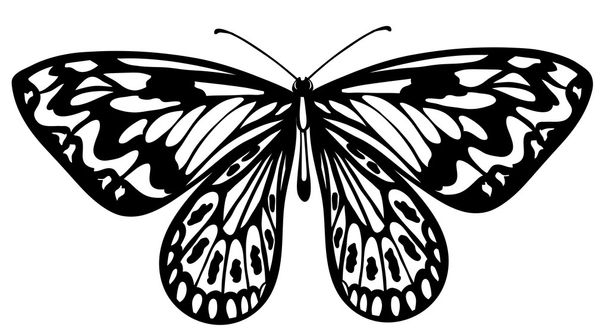 白で隔離される美しい黒と白の蝶 - ベクター画像