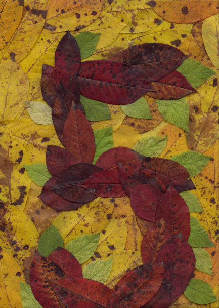 The alphabet is the number five. The ordinal row of numeric characters. Autumn composition of cherry leaves. Decorated with natural materials surface. Vegetable background. - Photo, Image