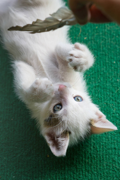 Kleine witte kat spelen. Kitty lag op het groene tapijt - Foto, afbeelding
