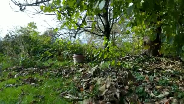 Vidéki kert ősszel, a fű, elkerülve a bokrok és a keverés a bukott fölött repül drone levelek - Felvétel, videó