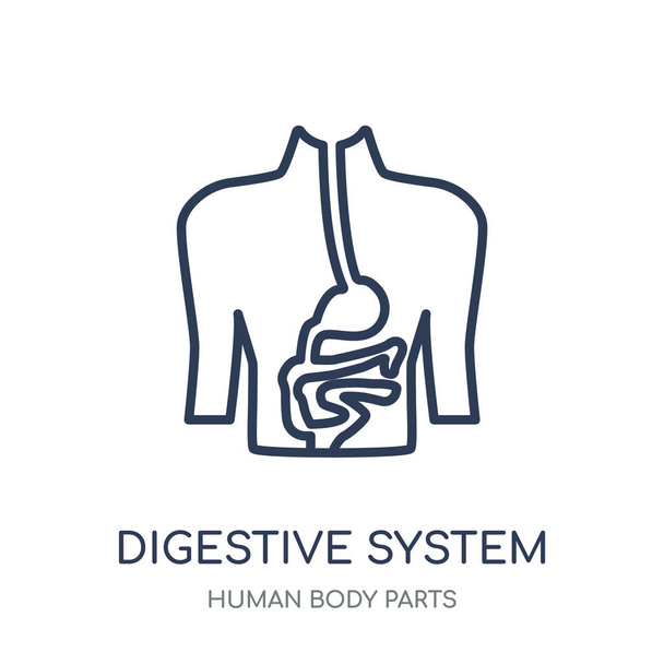Het pictogram van het spijsverteringsstelsel. Digestive System lineaire symbool ontwerp uit menselijke lichaamsdelen collectie. - Vector, afbeelding