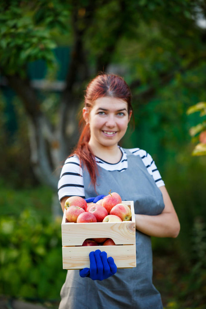 Образ счастливой девушки-садовницы с уборкой яблок в деревянной коробке в саду
 - Фото, изображение