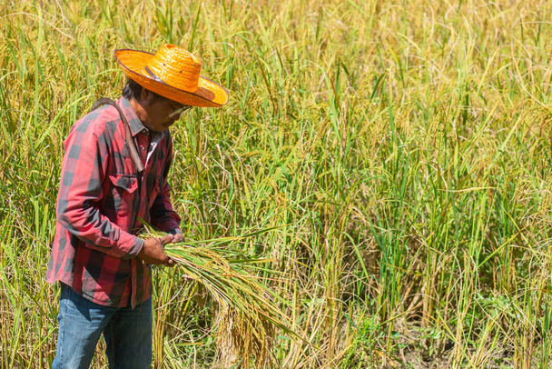 Farmář stojící v poli rýže pro sklizeň. - Fotografie, Obrázek