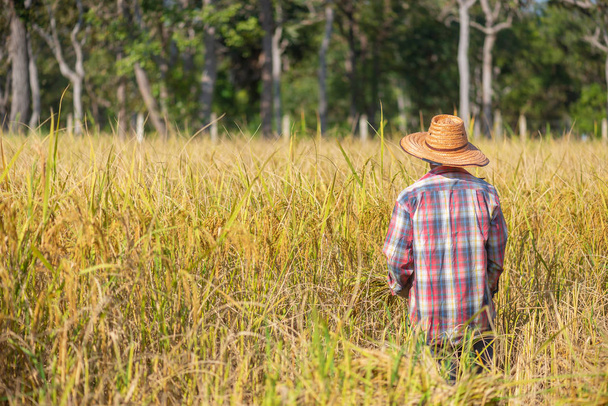 Fermier debout dans la rizière pour la récolte
. - Photo, image