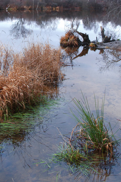 межсезонье, холодный болотный пейзаж в осенние сумерки
 - Фото, изображение