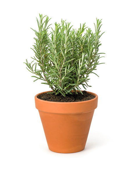Rosemary in a clay pot - Photo, Image