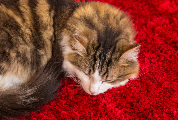 gros plan de chat tabby dormir recroquevillé sur tapis rouge
 - Photo, image
