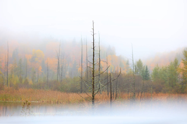 Arbres d'automne secs capturés dans le brouillard
 - Photo, image