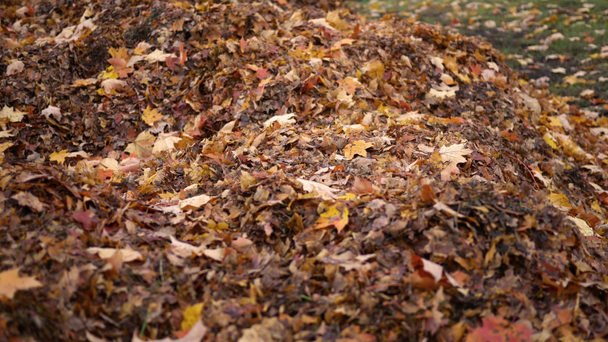Camera pannen over tot een stapel van bladeren in de maand november in het najaar - Video