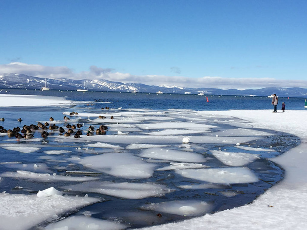 Aves en el hielo en el lago tahoe durante el invierno
. - Foto, Imagen