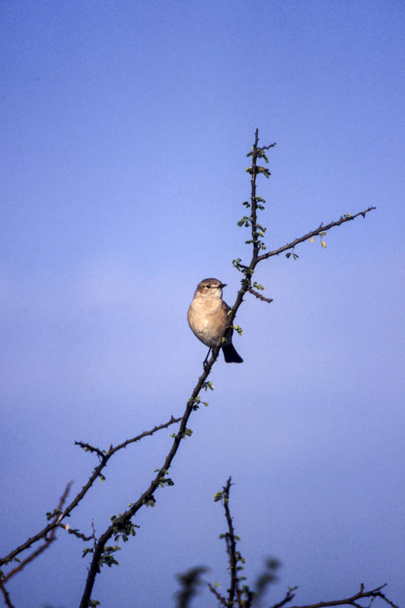 Willow Warbler (Phylloscopus trochilus), Central Kalahari Game Reserve, Ghanzi, Botswana, Africa - Photo, Image