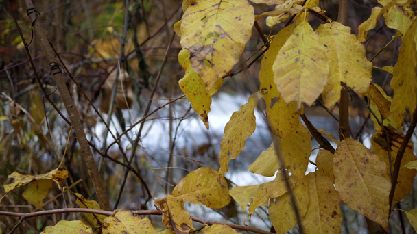 Nahaufnahme der gelben Vegetation im Herbst in Bachnähe - Filmmaterial, Video