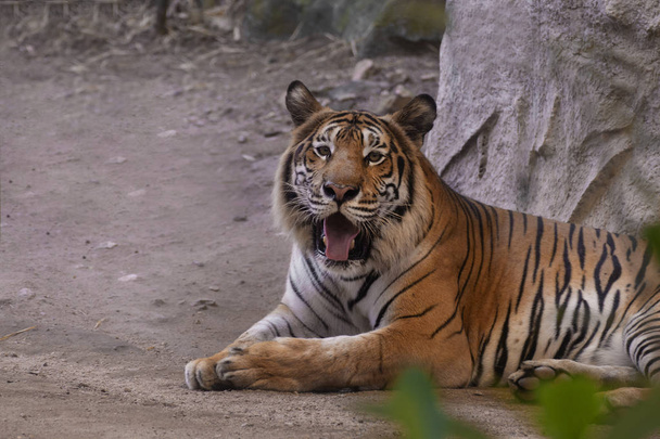 Retrato de um Tigre de Bengala. - Foto, Imagem