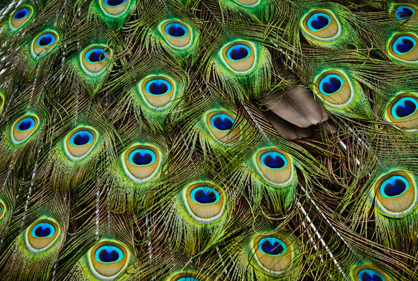 Peacock feathers - Foto, Imagem