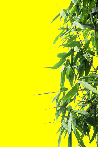 hoja de bambú verde, textura de follaje tropical verde aislada sobre fondo amarillo de archivo con ruta de recorte
 . - Foto, Imagen