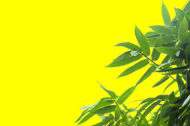 green bamboo leaf , green tropical foliage texture isolated on yellow background of file with Clipping Path . - Photo, Image