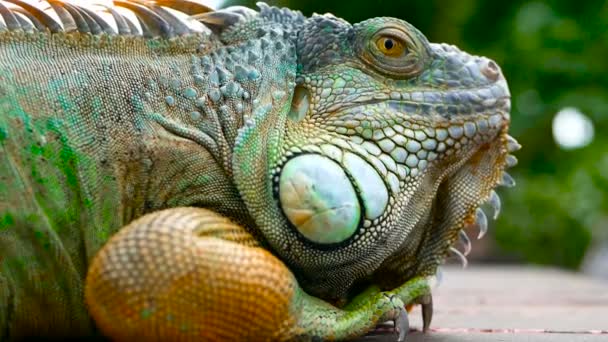Dragão adormecido. Retrato de perto de Lagarto vibrante em repouso. Foco seletivo. Iguana Verde nativa de áreas tropicais
 - Filmagem, Vídeo