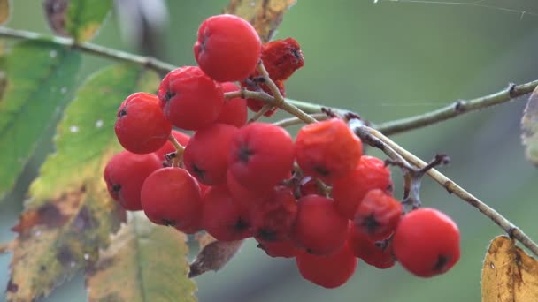 Red forest berries Sambucus racemosa in autumn forest. Macro and extreme close up - Video
