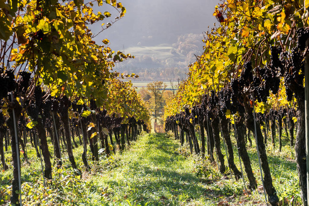 vignes dorées au pinot noir bleu mûr cueillies tardivement pour le vin de glace dans la région de Maienfeld en Suisse
 - Photo, image