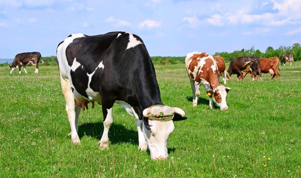 Vaches sur un pâturage d'été - Photo, image