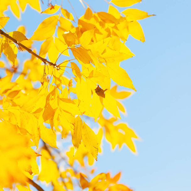 Autumn background with a close up yellow leaves  - Fotó, kép