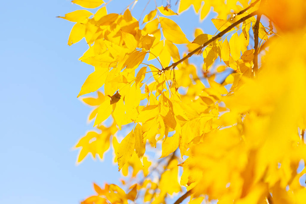 Autumn background with a close up yellow leaves  - Foto, imagen