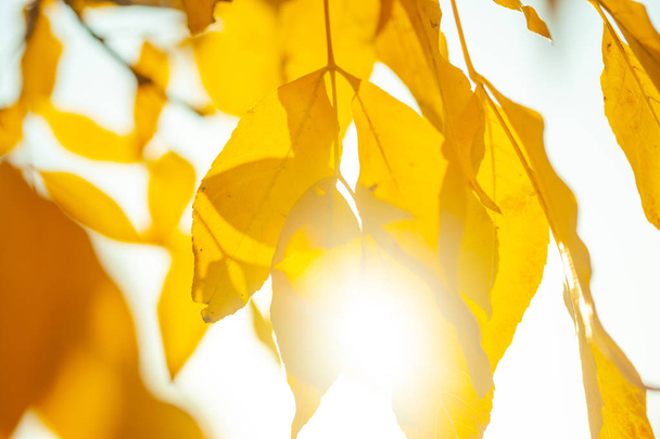 Autumn background with a close up yellow leaves  - Foto, immagini
