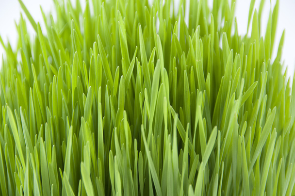 Novruz çimen - Fotoğraf, Görsel