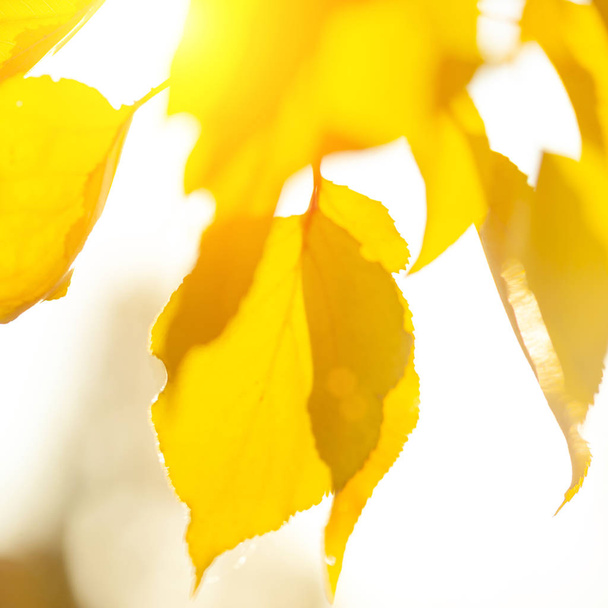 Autumn blur background with a close up yellow leaves  - Photo, Image