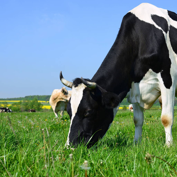 Vacas em um pasto de verão em uma paisagem rural de verão
. - Foto, Imagem