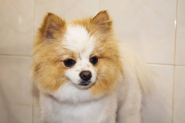 portrait of pomeranian dog - Photo, Image