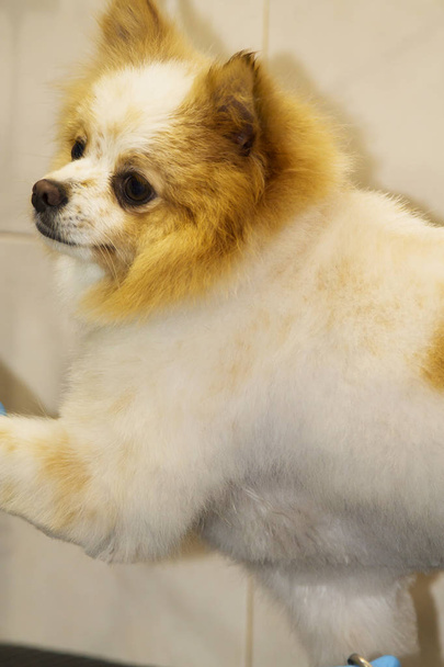 犬の美容室で犬の毛をカット - 写真・画像