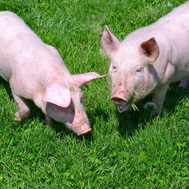 Cerdos pequeños sobre una hierba verde en un paisaje rural
 - Foto, Imagen