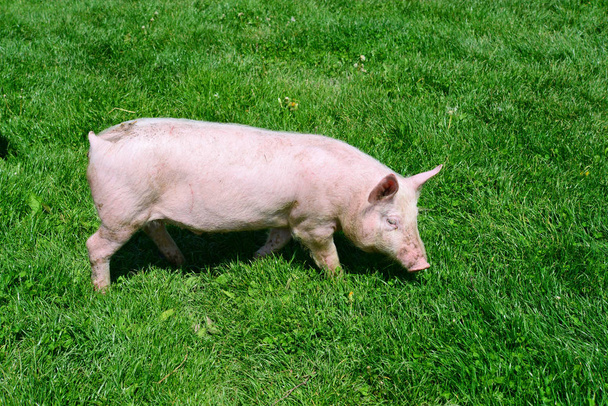 Piccolo maiale su un'erba verde
 - Foto, immagini