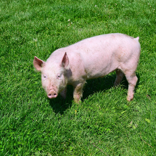 kleine varkens op een groen gras - Foto, afbeelding
