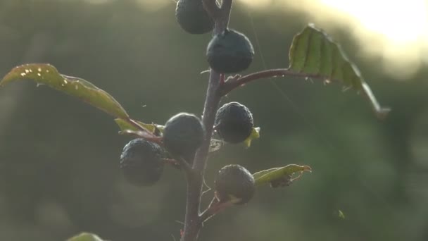 Black wild berries in morning dew, contrast at dawn in wild forest. Berries a macro and extreme close up - Materiał filmowy, wideo