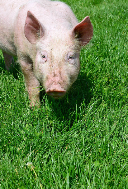 Pequeño cerdo sobre una hierba verde
 - Foto, imagen