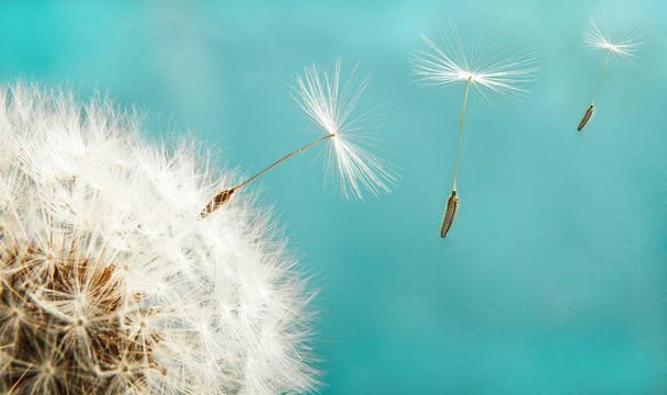 Dandelion with seeds close up on a background of the sky - Foto, Bild