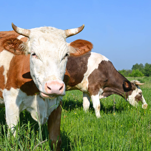 Las vacas en un pasto de verano - Foto, Imagen