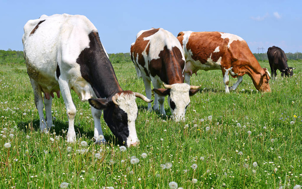Vacas em um pasto de verão - Foto, Imagem