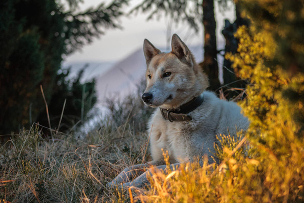 カルパティア山脈で犬 - 写真・画像