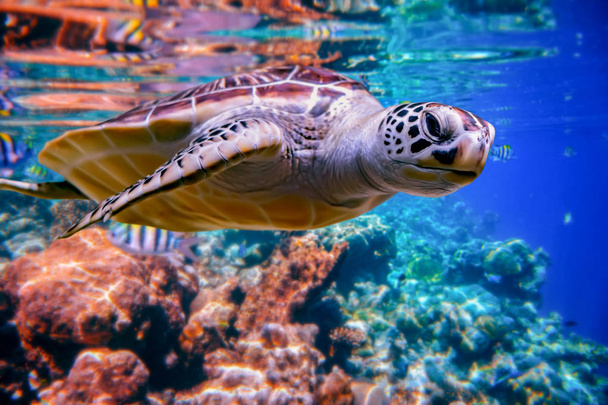 Sea turtle swims under water on the background of coral reefs. Maldives Indian Ocean coral reef. - Fotoğraf, Görsel
