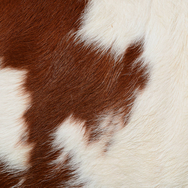 Fragmento de uma pele de uma vaca
 - Foto, Imagem