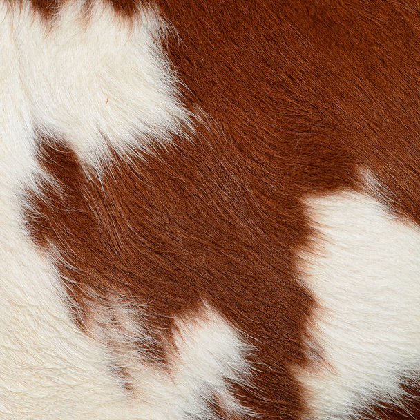 a bőr egy tehén töredéke - Fotó, kép