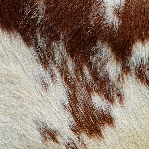 El fragmento de la piel de la vaca
 - Foto, Imagen