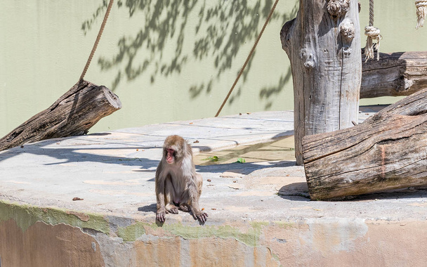 Babuino solitario esperando comida en un parque zoológico
 - Foto, Imagen