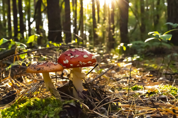 Cogumelos venenosos na floresta. Amanita muscaria. Voar agárico na floresta selvagem
  - Foto, Imagem